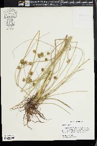 Cyperus elegans image