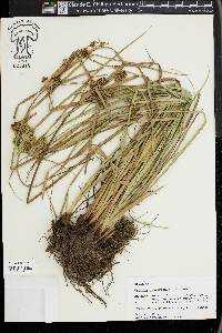 Cyperus entrerianus image