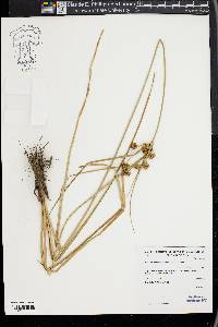 Cyperus entrerianus image