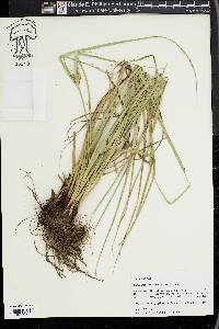 Cyperus entrerianus image