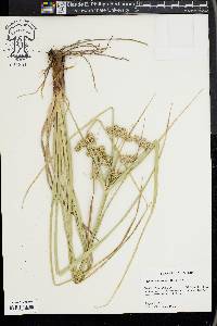 Cyperus entrerianus image