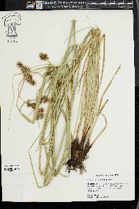 Cyperus entrerianus image