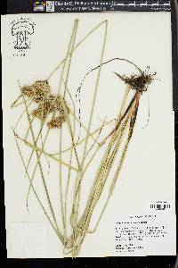 Cyperus entrerianus image