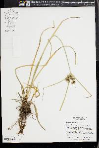 Cyperus eragrostis image