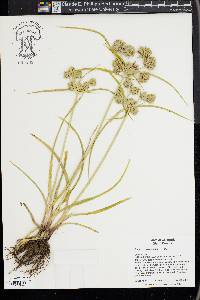 Cyperus eragrostis image