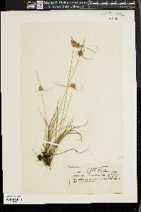 Cyperus filiculmis image