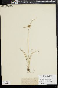 Cyperus filiculmis image