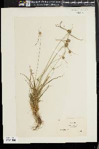 Cyperus filiculmis image