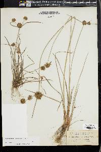 Cyperus filiculmis image