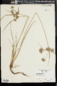 Cyperus filiculmis image