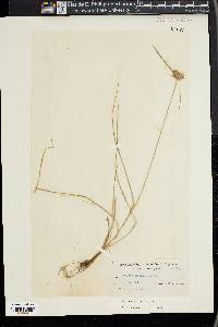 Cyperus filiculmis image