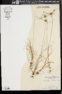 Cyperus filiculmis image