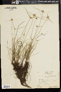 Cyperus filiculmis image