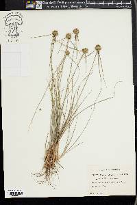 Cyperus filiculmis image