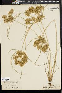 Cyperus filicinus image