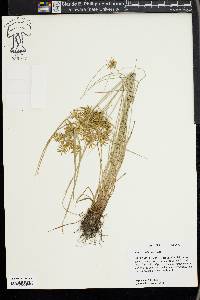 Cyperus filicinus image