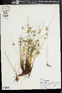 Cyperus flavescens image