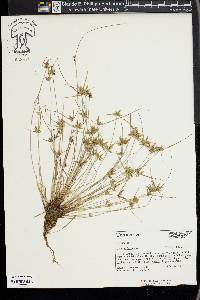 Cyperus flavescens image