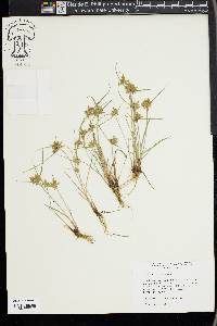 Cyperus flavescens image