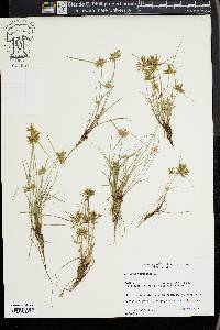 Cyperus flavescens image