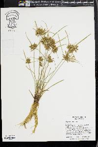 Cyperus flavescens image