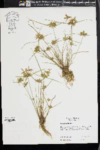 Cyperus flavescens image