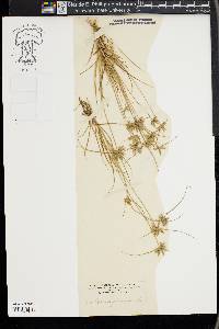 Cyperus flavescens image