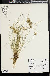 Cyperus flavescens image