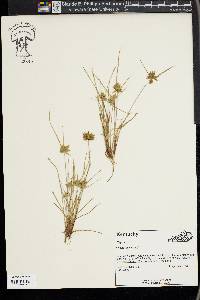 Cyperus flavescens image