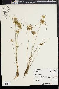 Cyperus flavescens image