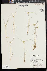 Cyperus flavescens image