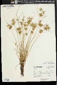 Cyperus flavescens image