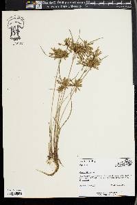 Cyperus flavescens image