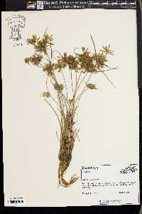 Cyperus flavescens image