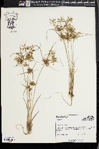 Cyperus flavescens image