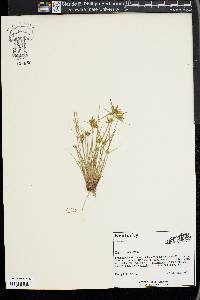 Cyperus flavescens image