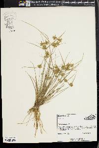 Cyperus flavescens image