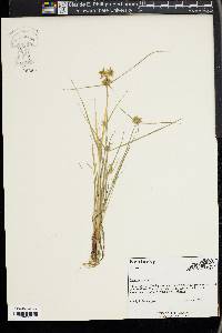 Cyperus flavescens image