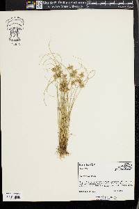 Cyperus flavescens image