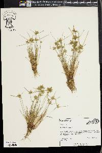 Cyperus flavescens image