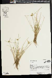 Cyperus flavescens image