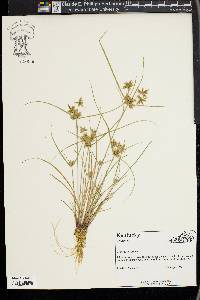 Cyperus flavescens image