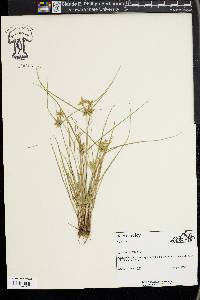 Cyperus flavescens image