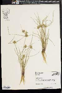 Cyperus flavescens image