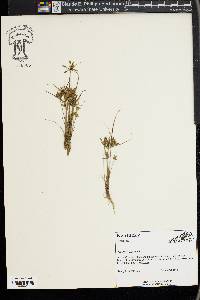 Cyperus flavescens image