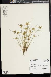 Cyperus flavescens image