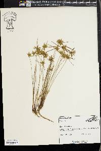 Cyperus flavescens image