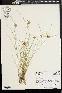 Cyperus flavescens image