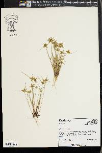 Cyperus flavescens image