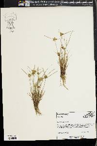 Cyperus flavescens image